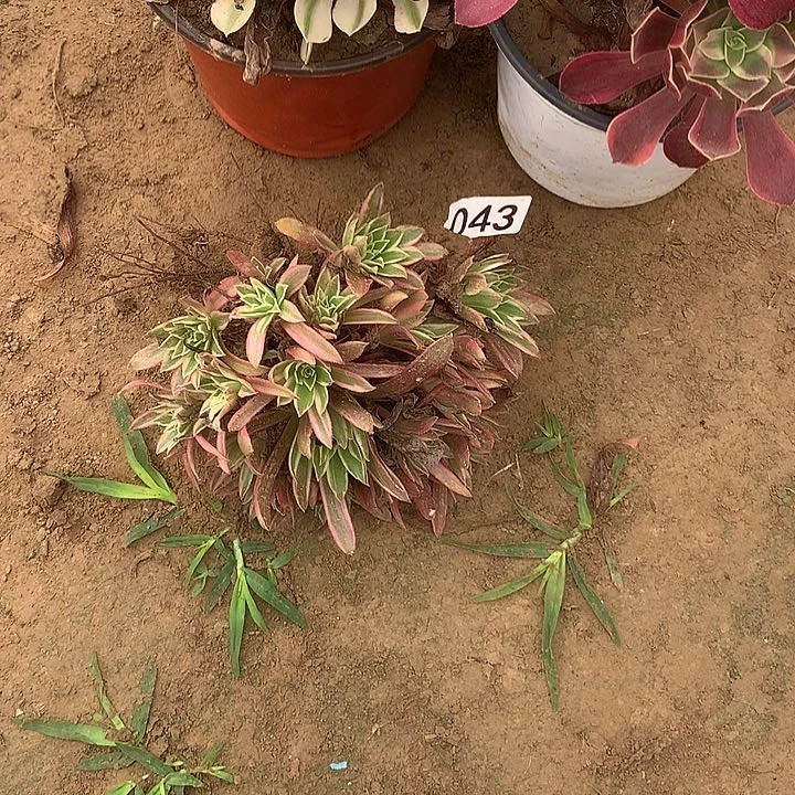 无花朵家**金043凤凰多肉植物组合