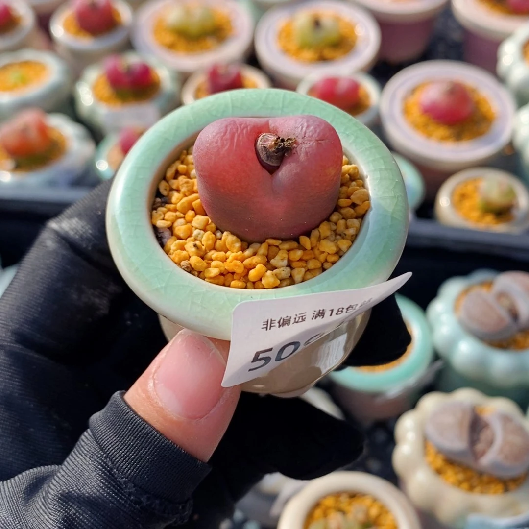 方*鹅5091--一物一拍 带盆 多肉