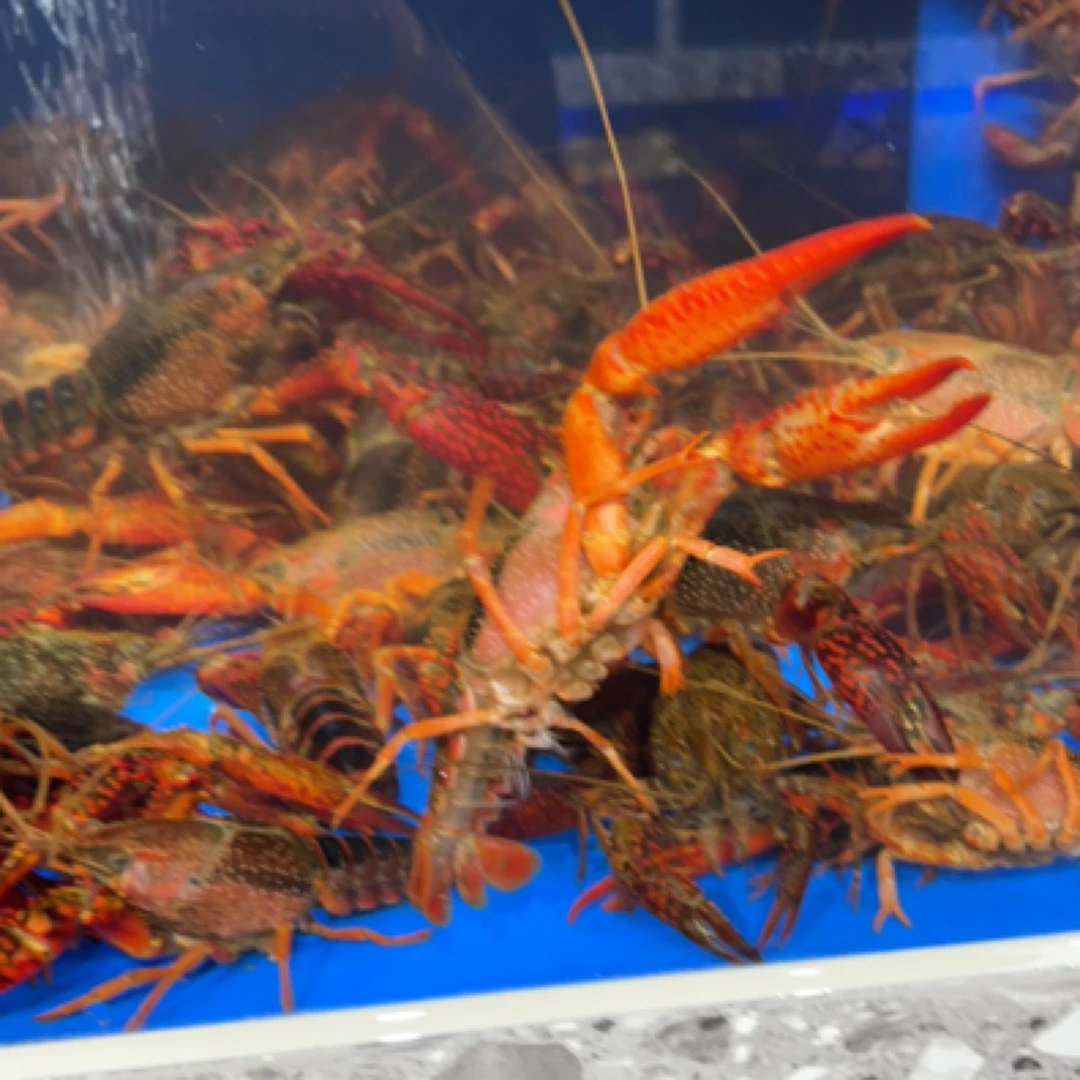 小龙虾8、9、10的25一斤（需要处理备注无备注默认不处理）