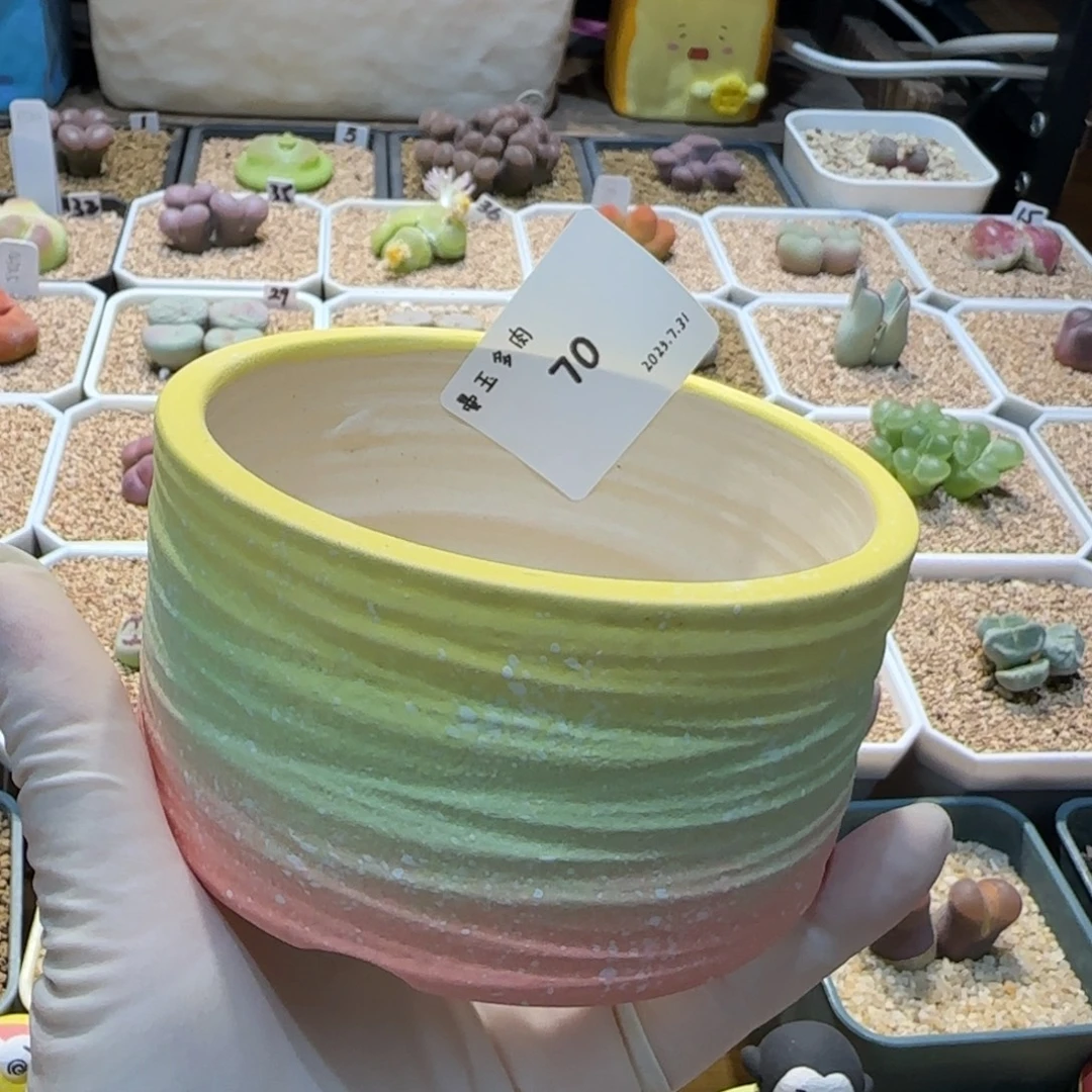 小***九多肉多肉多肉7.31-070