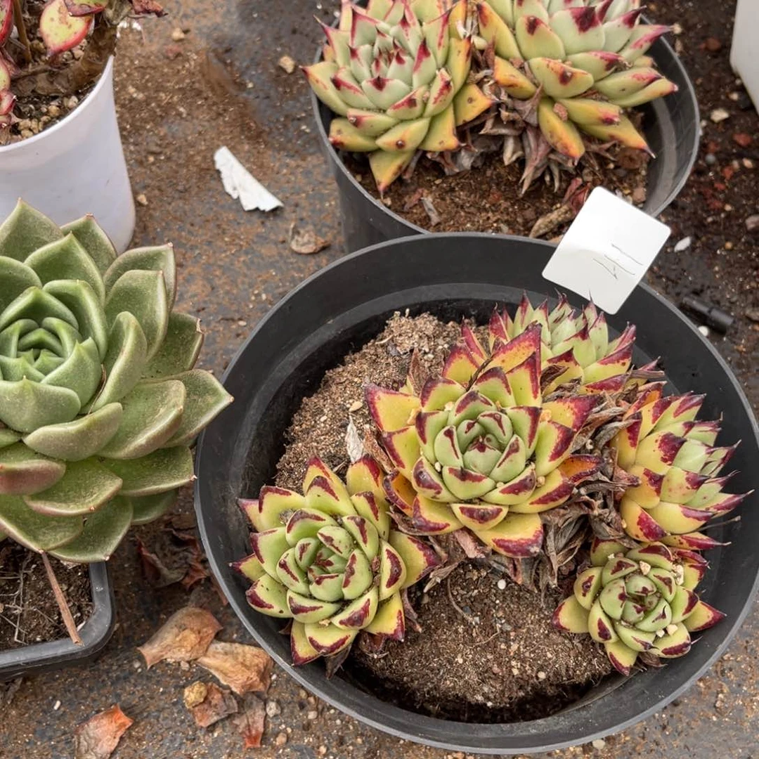 ?***?0041东云多肉