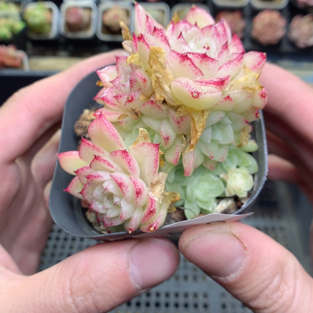 A60y y y y y y y y