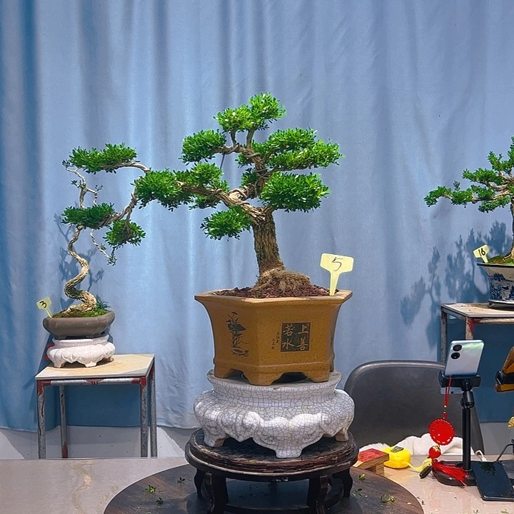 无花朵广东皱皮雀舌黄杨