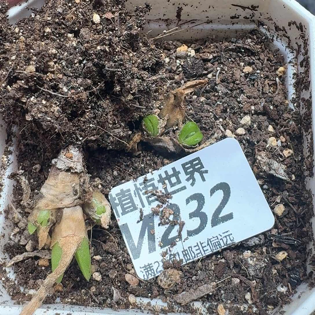 多肉植物的润泽和从v