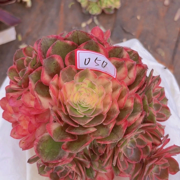 全部花朵050黑魔锦无根法师