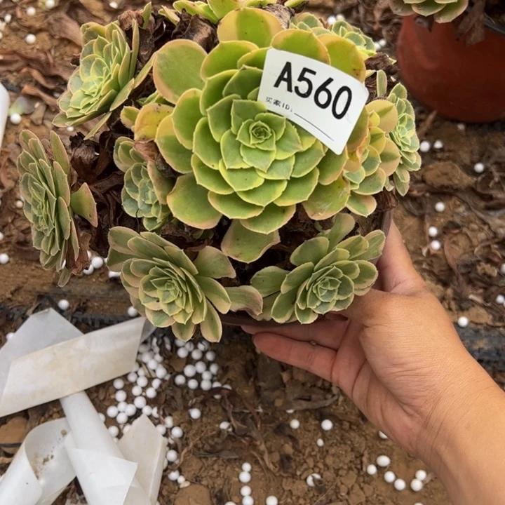 姐***珍奶白多肉植物560.