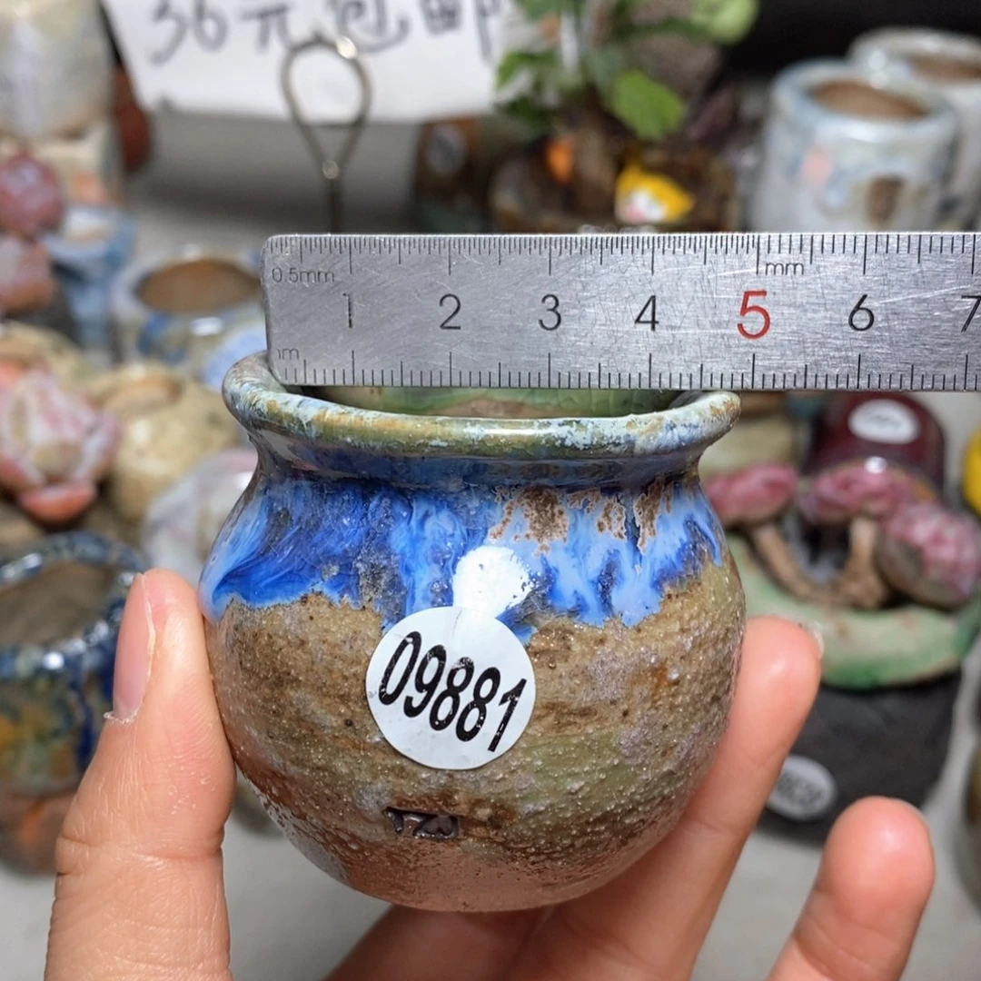 花盆拍5送一个小礼物