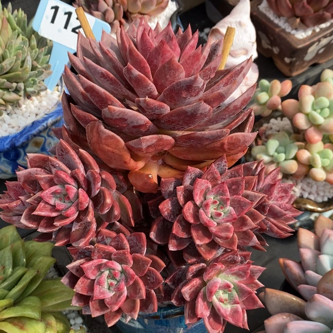 红唐卡多肉植物盆栽