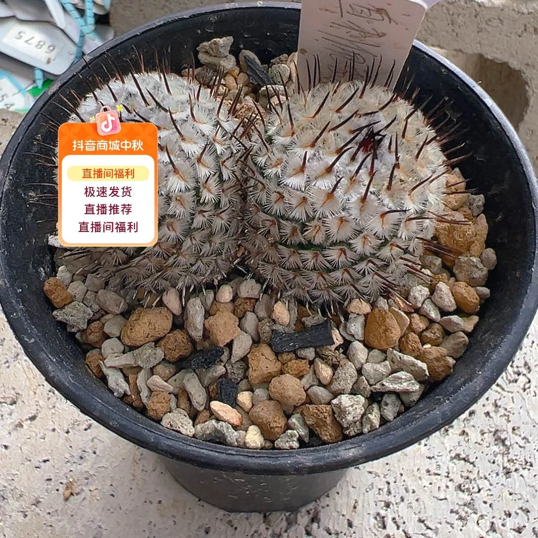 7737直刺佩雷实生裸根发货