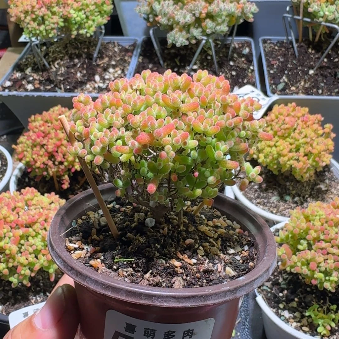 枝干番杏蜜橘糖球513