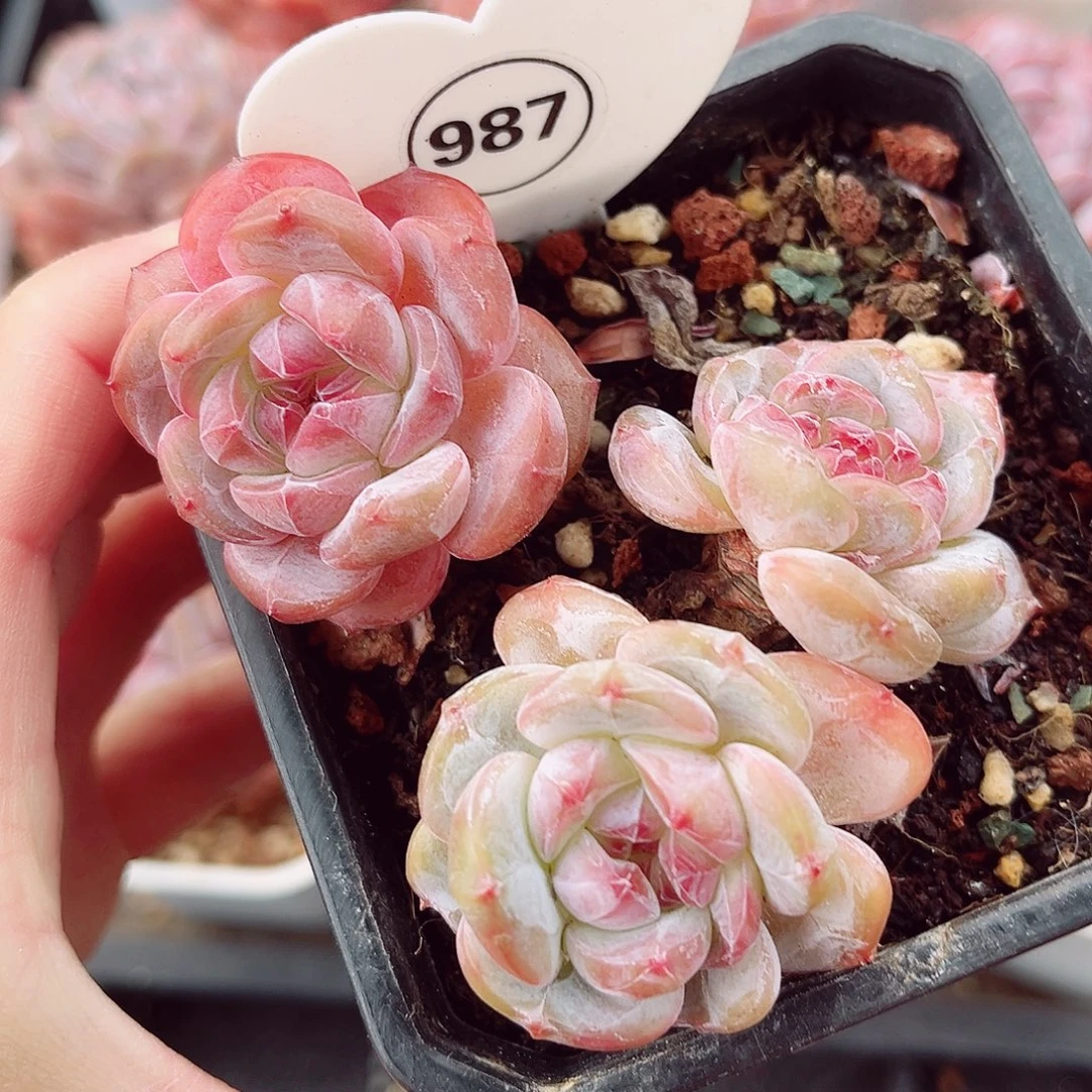 987号小老桩石榴籽星影群