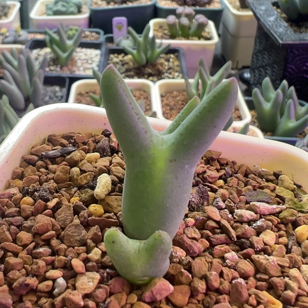 优选皮卡丘 肉锥植物
