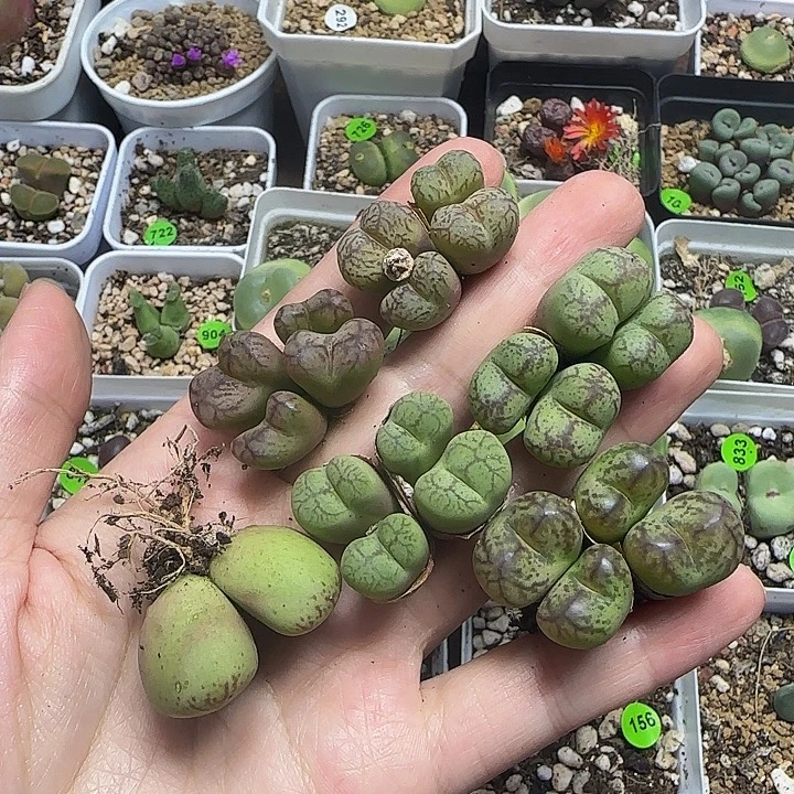 4头杂交5颗多肉植物179