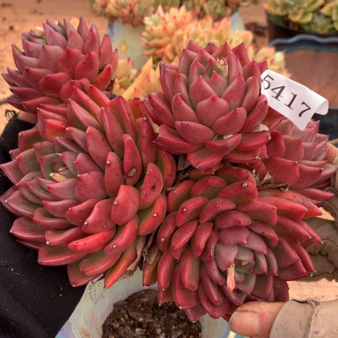 5417杂交多肉老桩