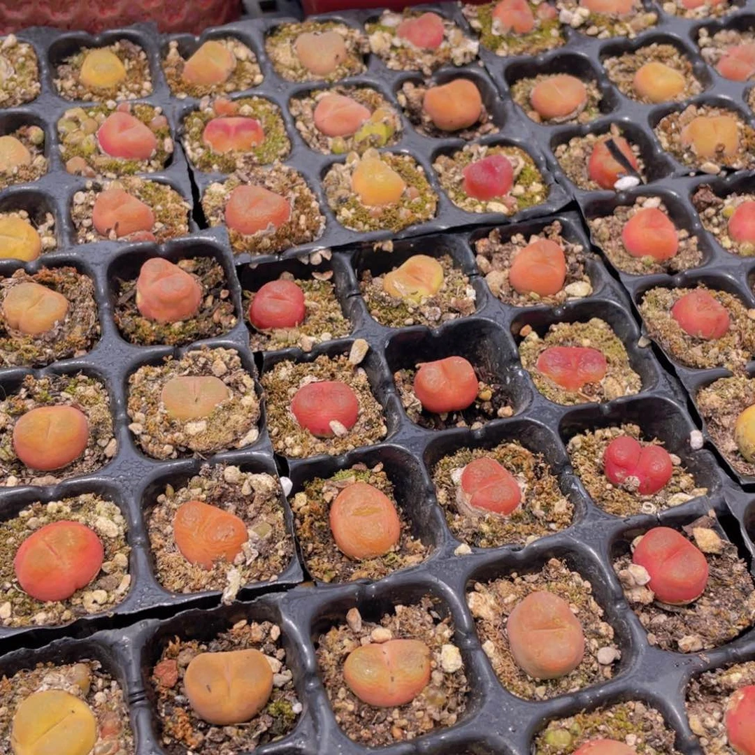 量拍13号 六年毛汉尼小可爱组合9个