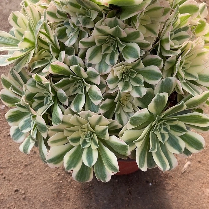 多肉植物迈巴赫锦…………