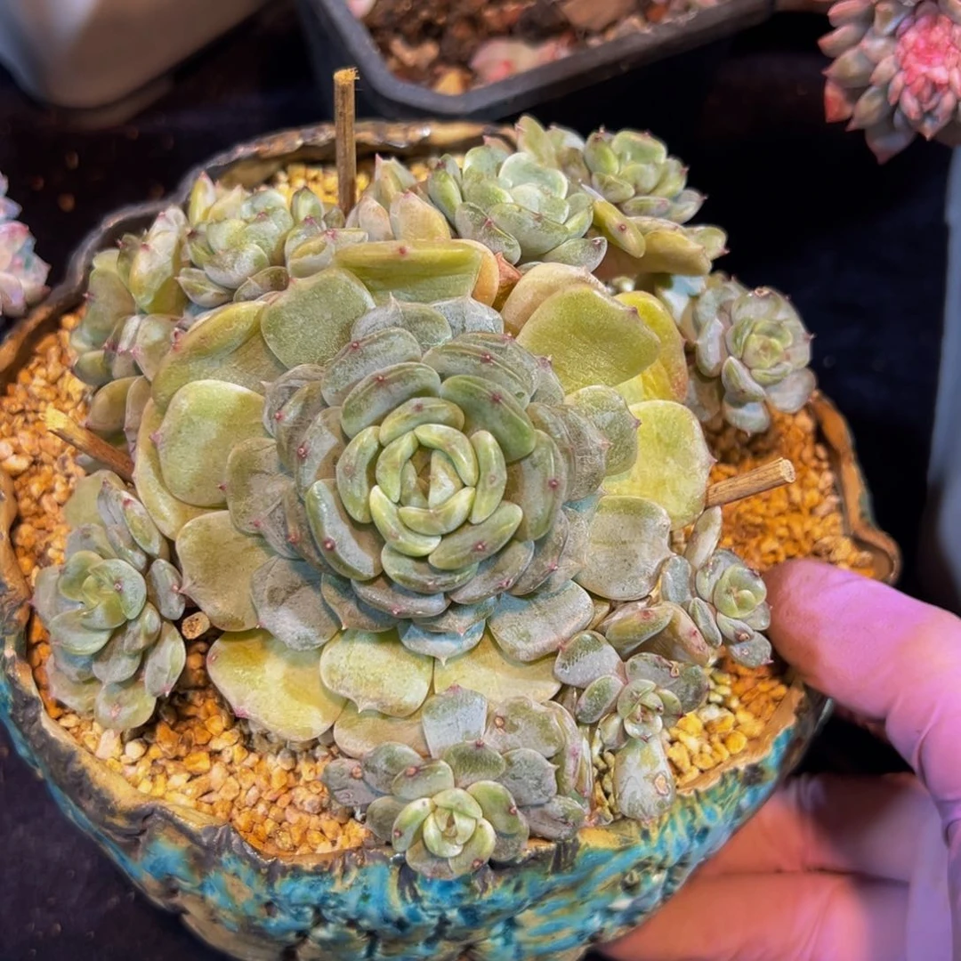 白恋 新年快乐 新年快乐