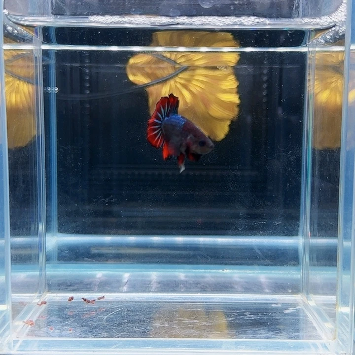 斗鱼活体观赏鱼好养耐活