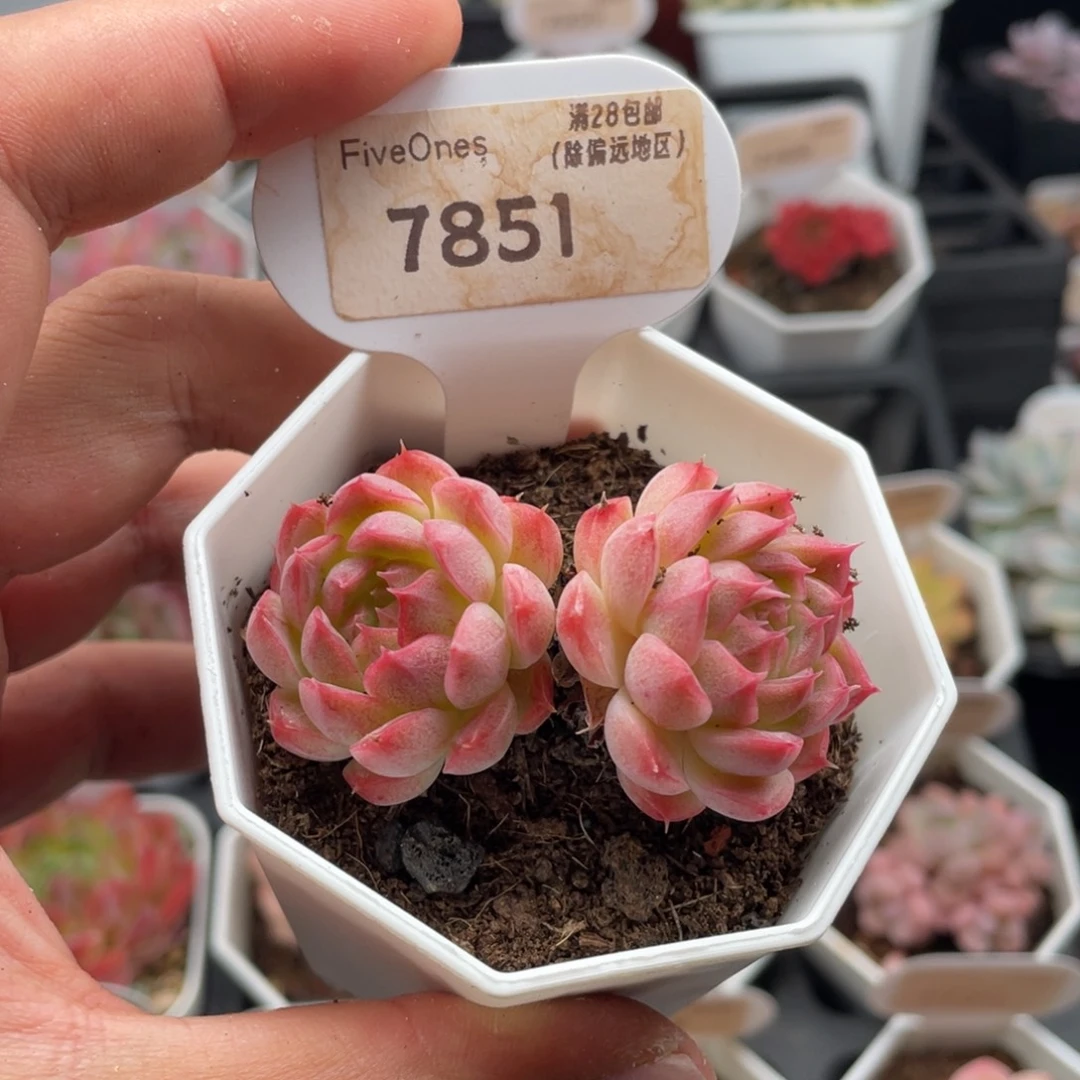 女王7851-5.5厘米