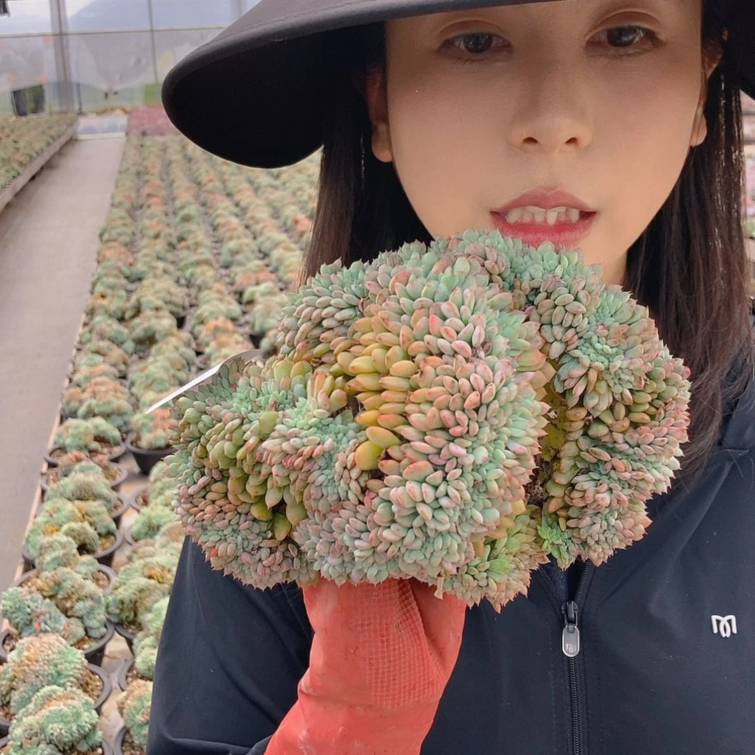 白胖子缀随机发货