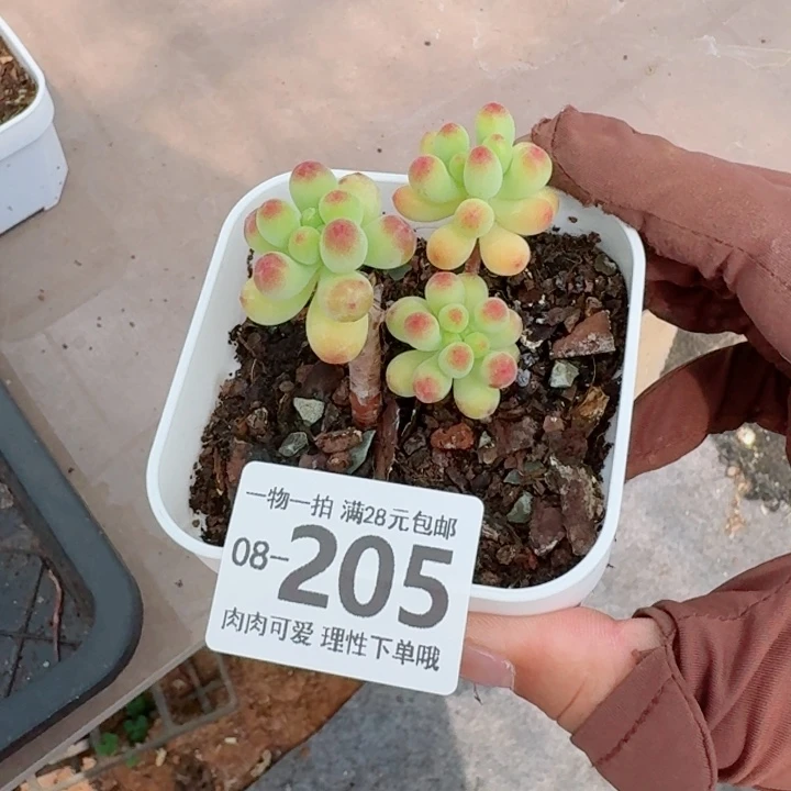 三***牛果冻乙女心无盆土发货多肉