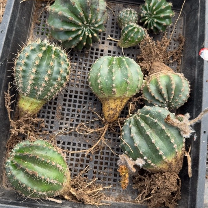 218筐拍根歪斑掉侧牙无售后