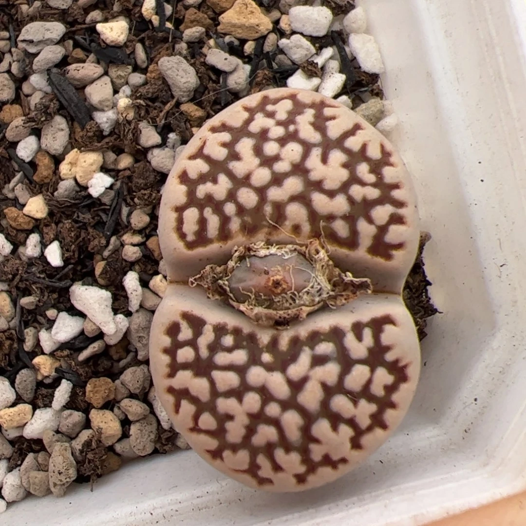 0281号寿丽 多肉植物