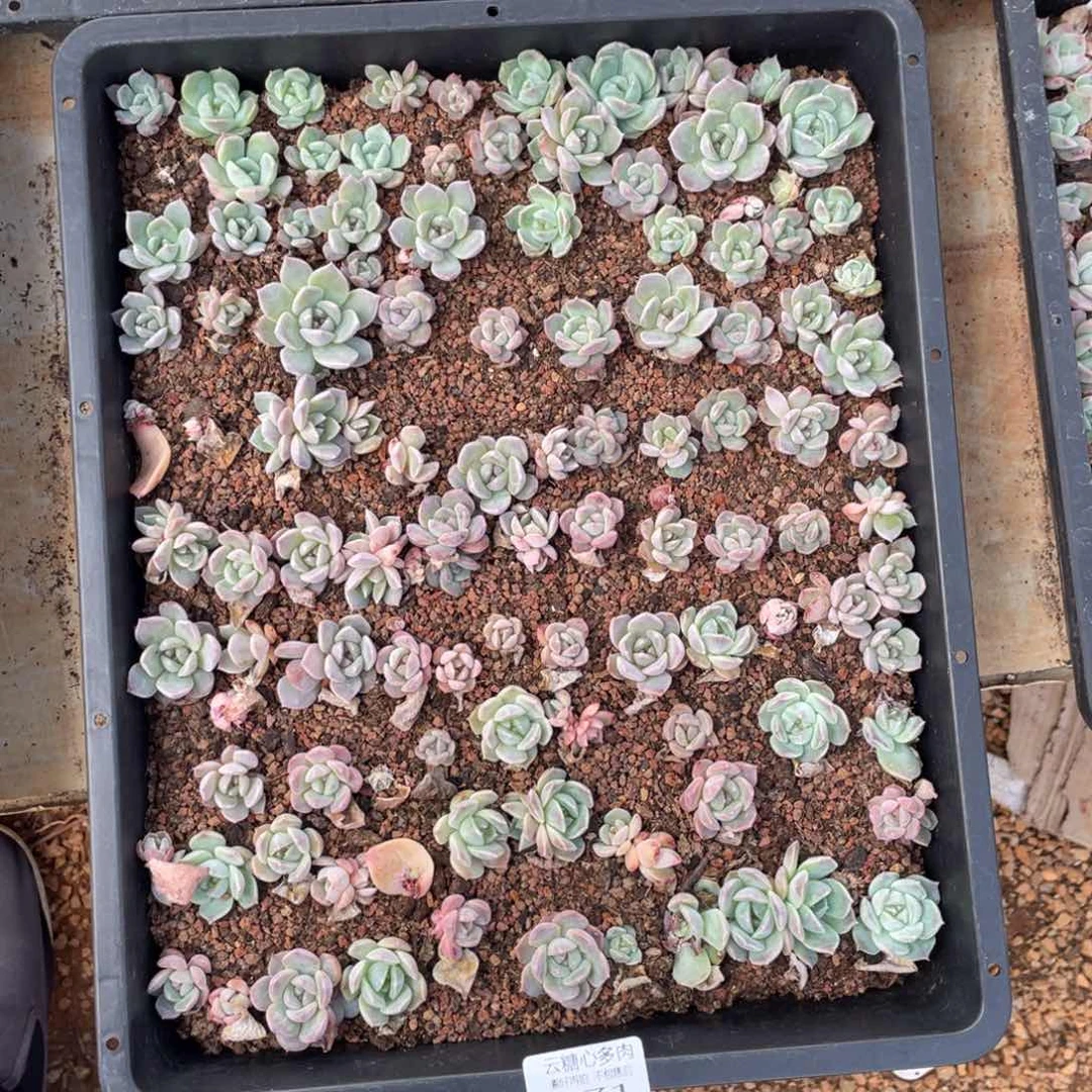 云糖心多肉植物71