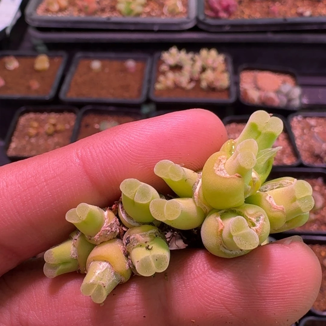 ?*头云缦精品番杏18.11