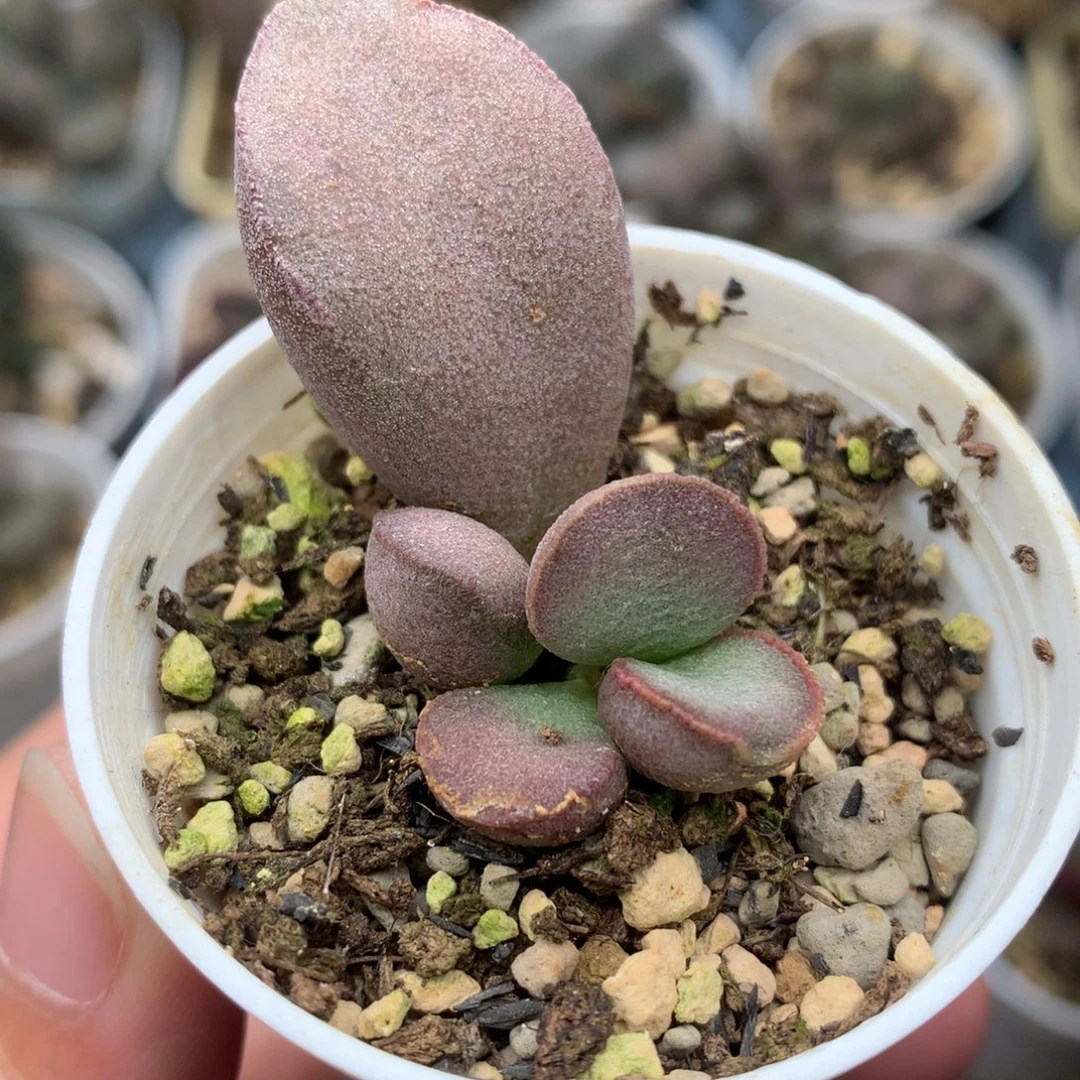 春彩磨砂蛋 一物一拍