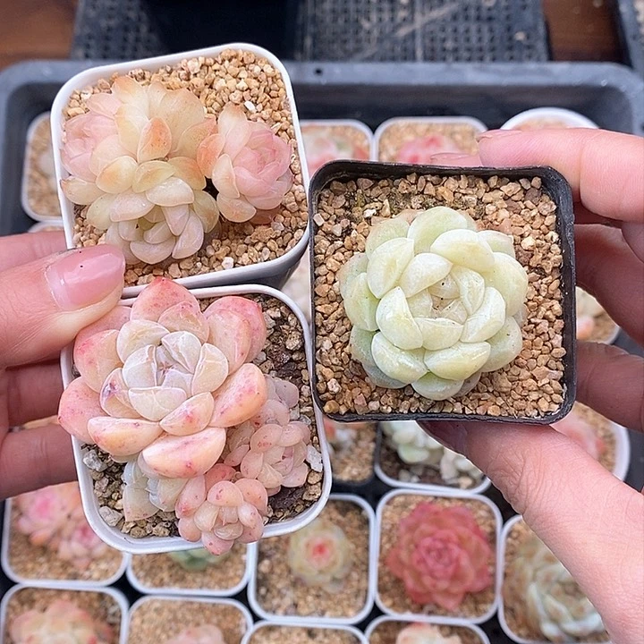 响当当之音就让它飞吧