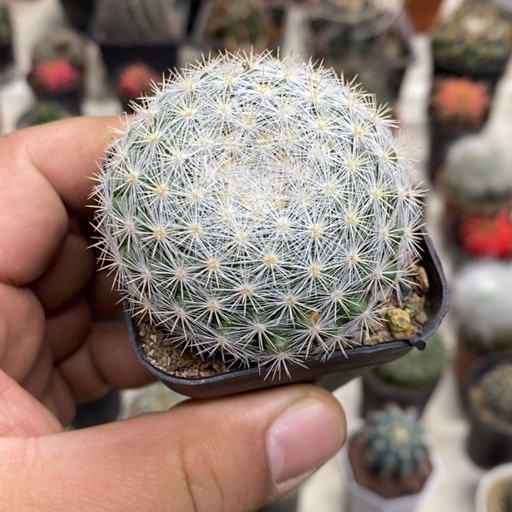 实生满月特价福利