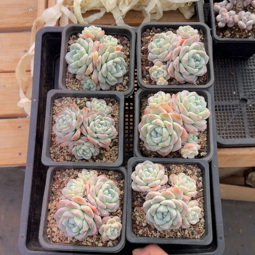6颗一起一物一拍的