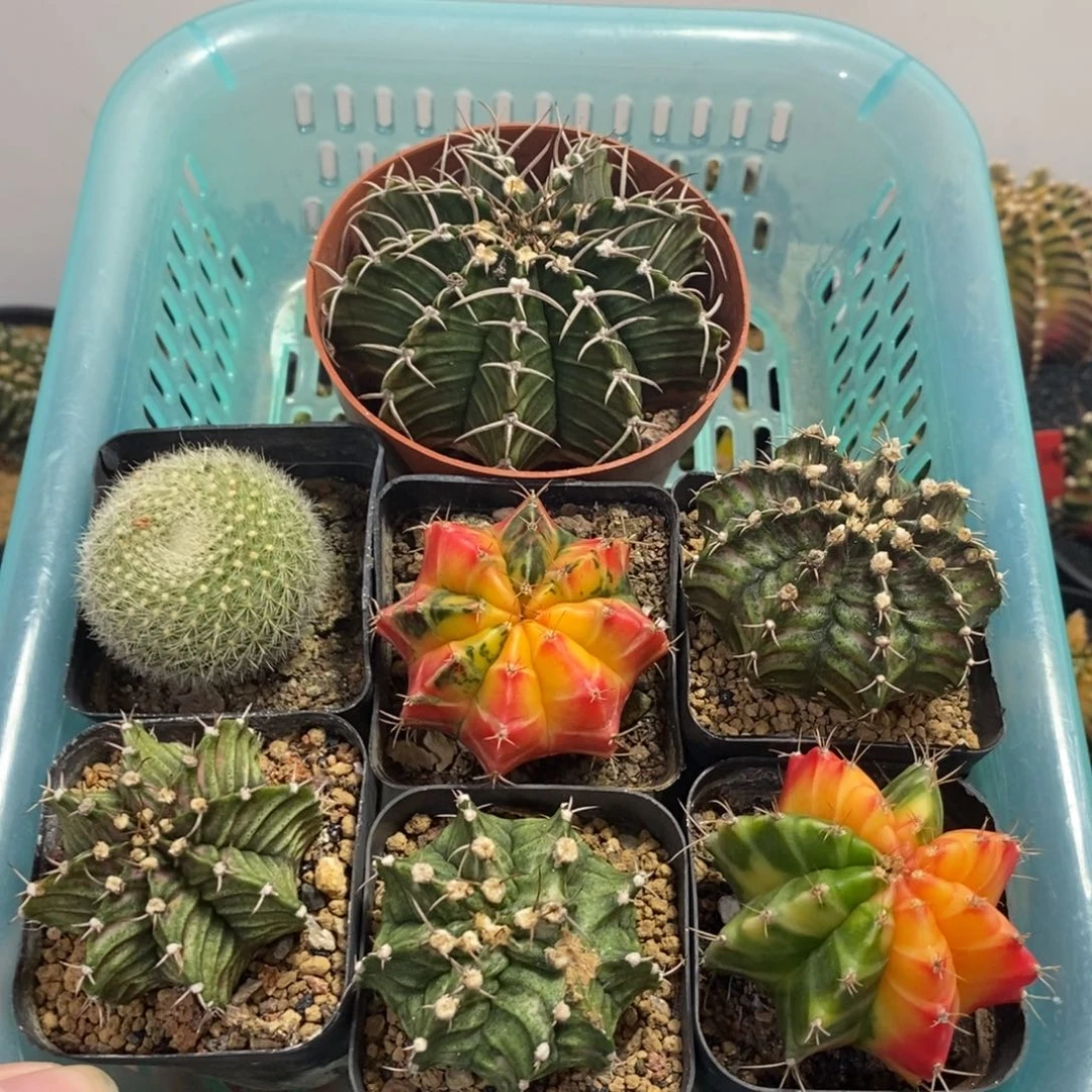 7颗福利米哈海神—脱土发货