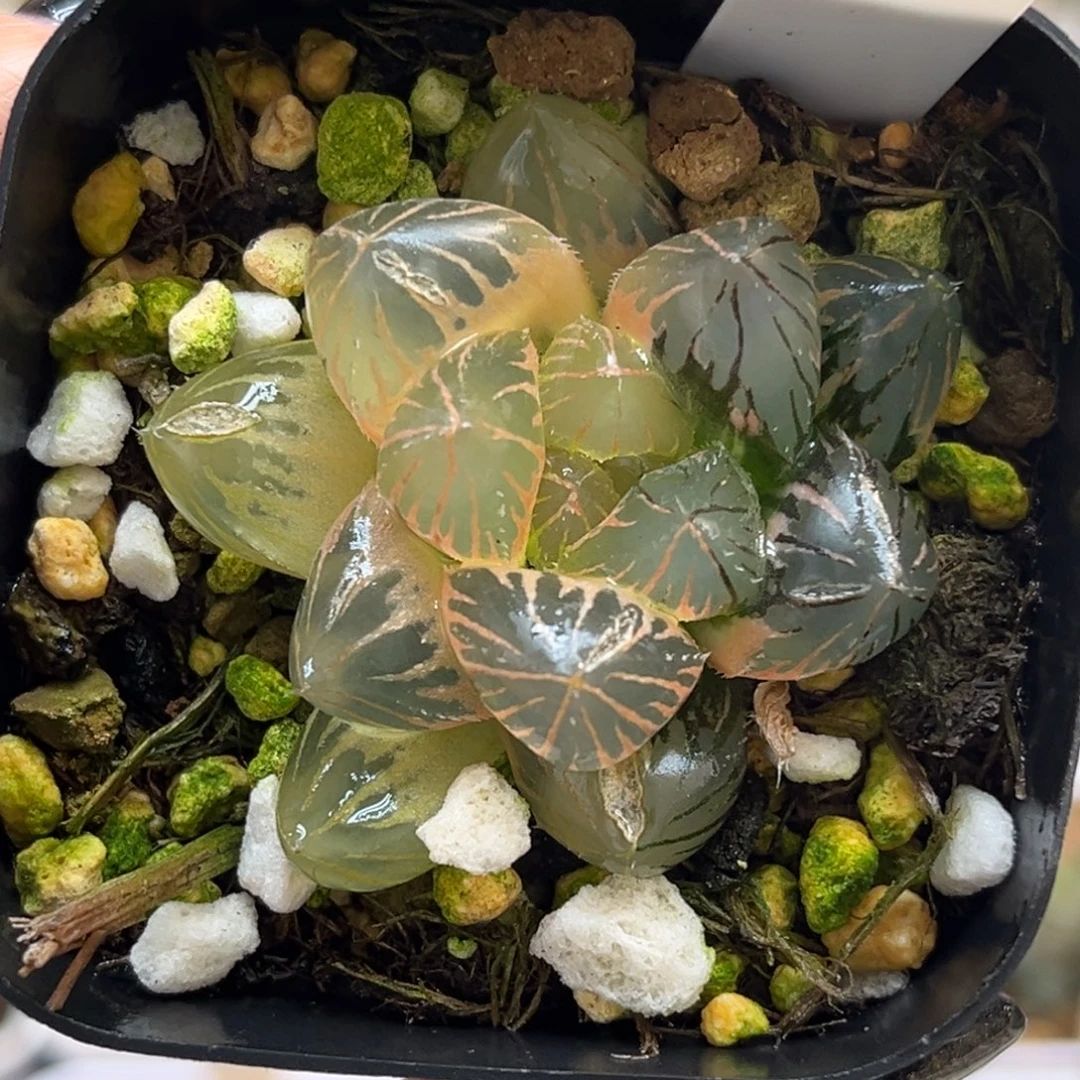 6糊斑趋势龙爪玉露锦福利专场