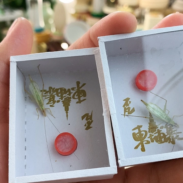 某***某两只柬埔寨啊啊啊啊啊啊