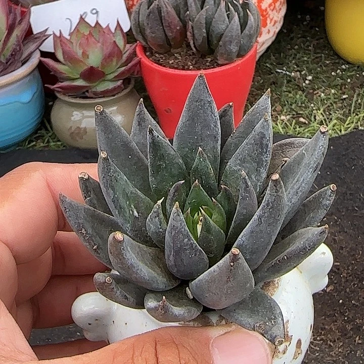 黑骑士一物一拍包装收缩花旱