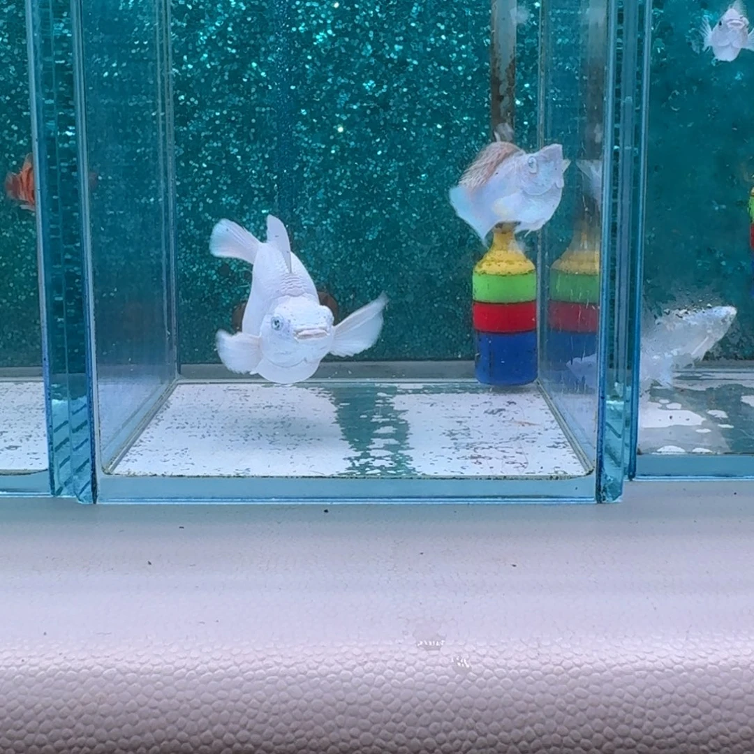 孔雀鱼504号玛丽2条