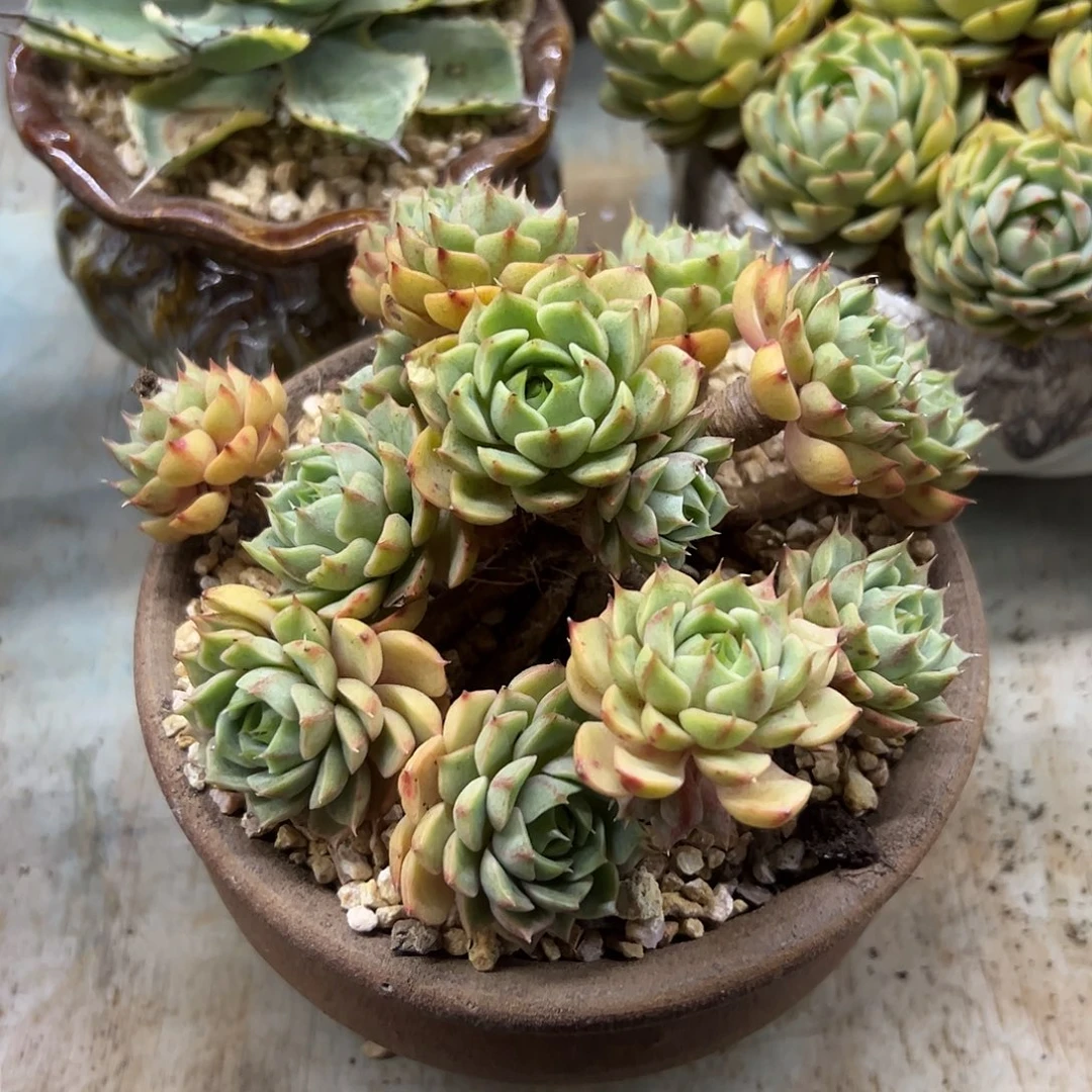 笨吧28 零零多肉植物