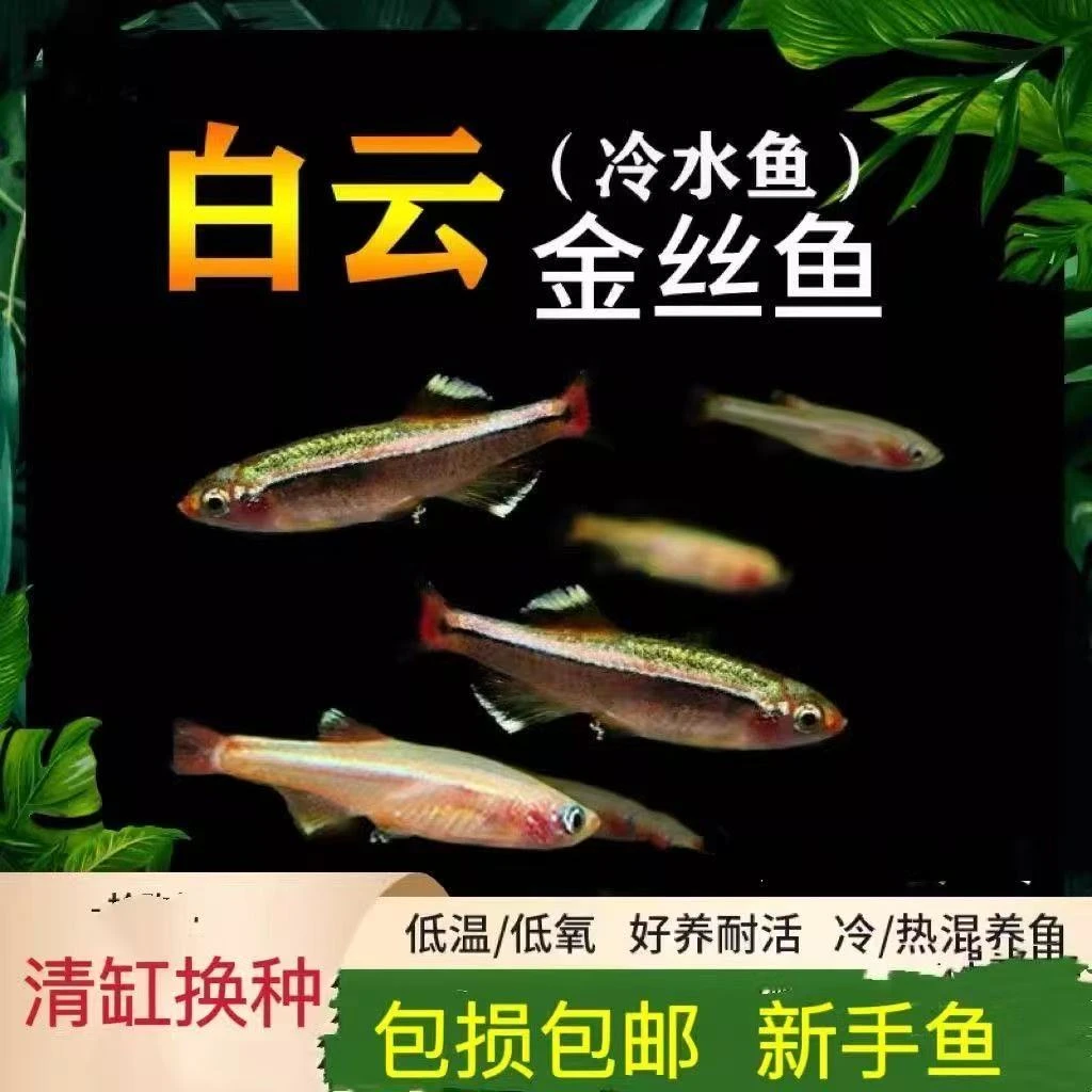 【顺丰包邮】耐活耐低温小型冷水白云金丝鱼活体淡水灯科观赏鱼