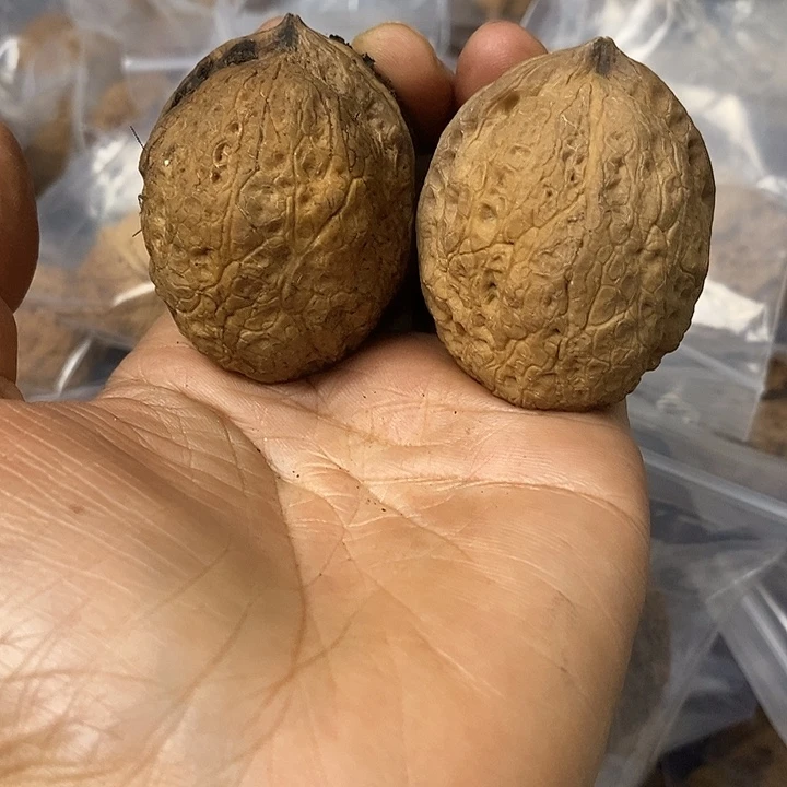 核桃云南铁核桃基地26