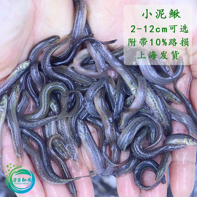 台湾泥鳅鲜活小泥鳅打窝钓鱼活饵翘嘴鲈鱼龙鱼鳄龟活饲料食用鳅鱼