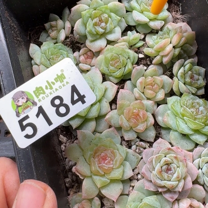 蜜***兔多肉植物多肉植物