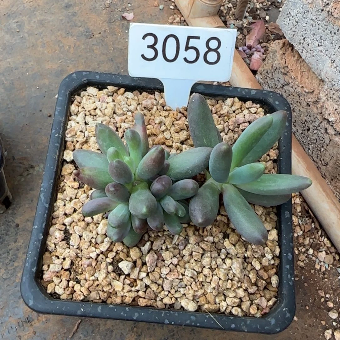 琴***花3058。       烟花