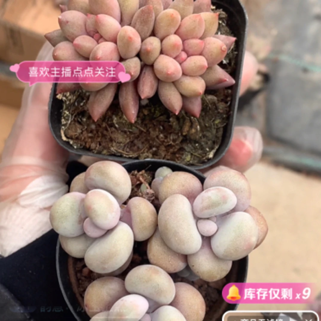 （一单包邮满18发货快有赠品）胖车厘子加胖桃蛋 4cm 多肉 实