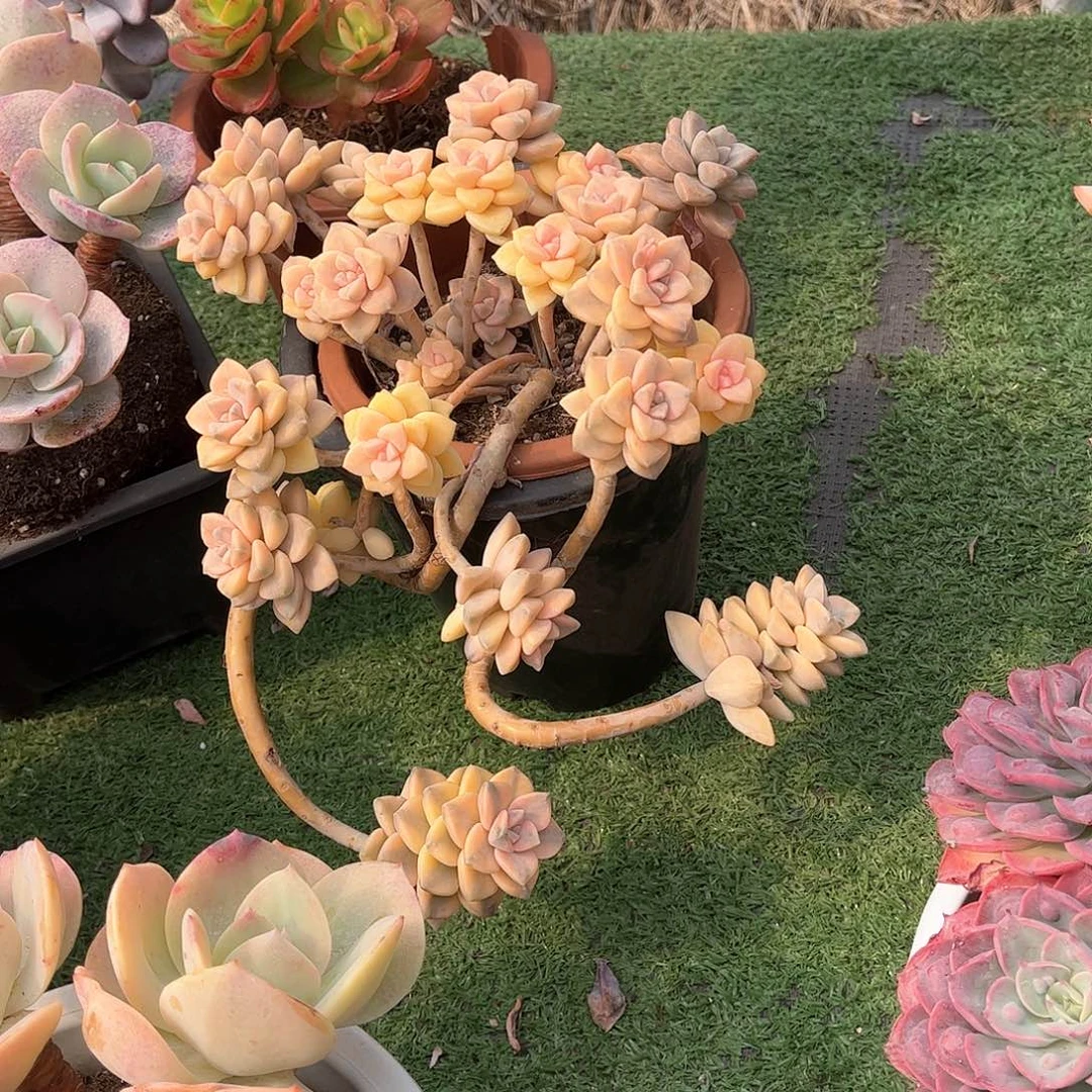 云美杏景多肉植物7