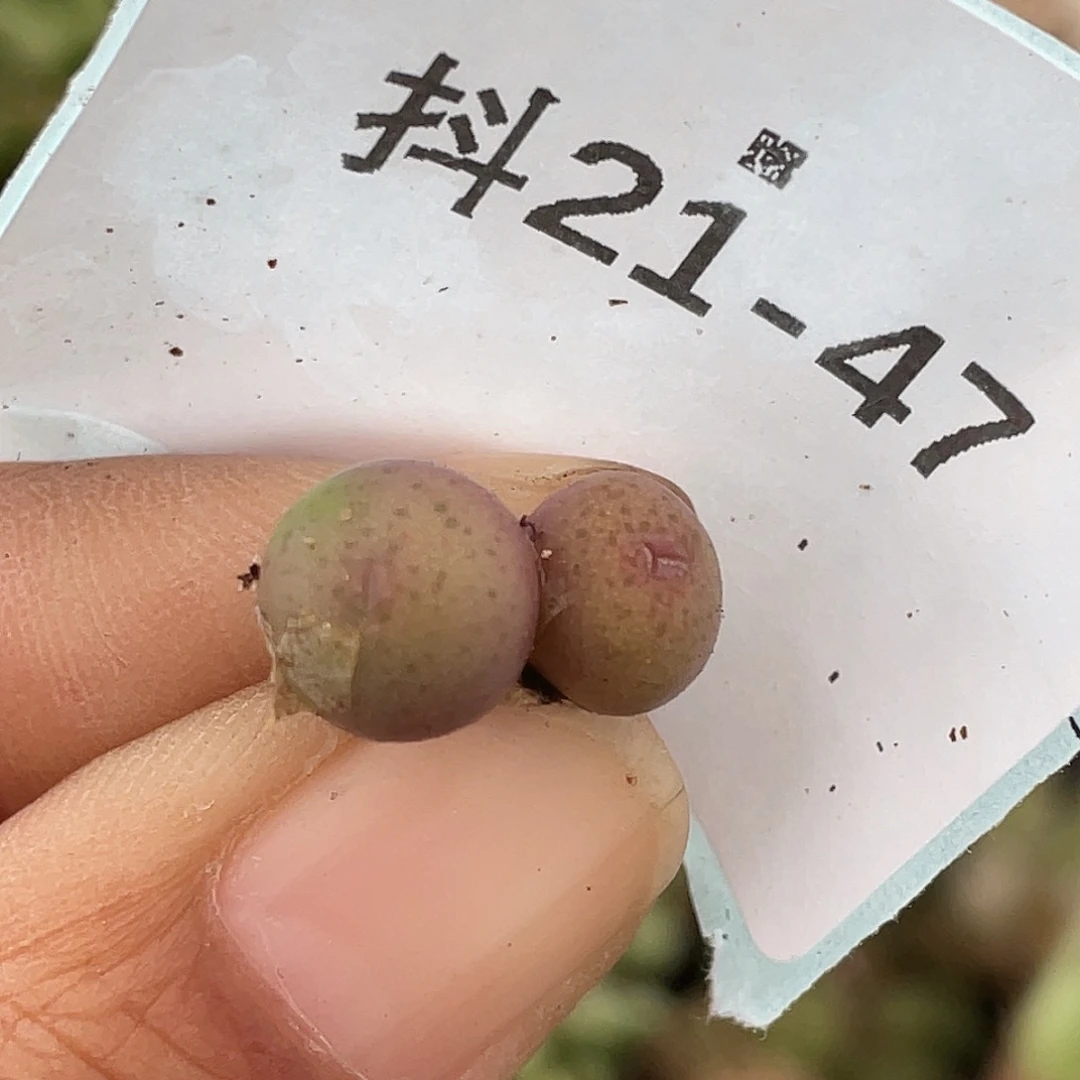 21-47鸭嘴兽奔多肉植物