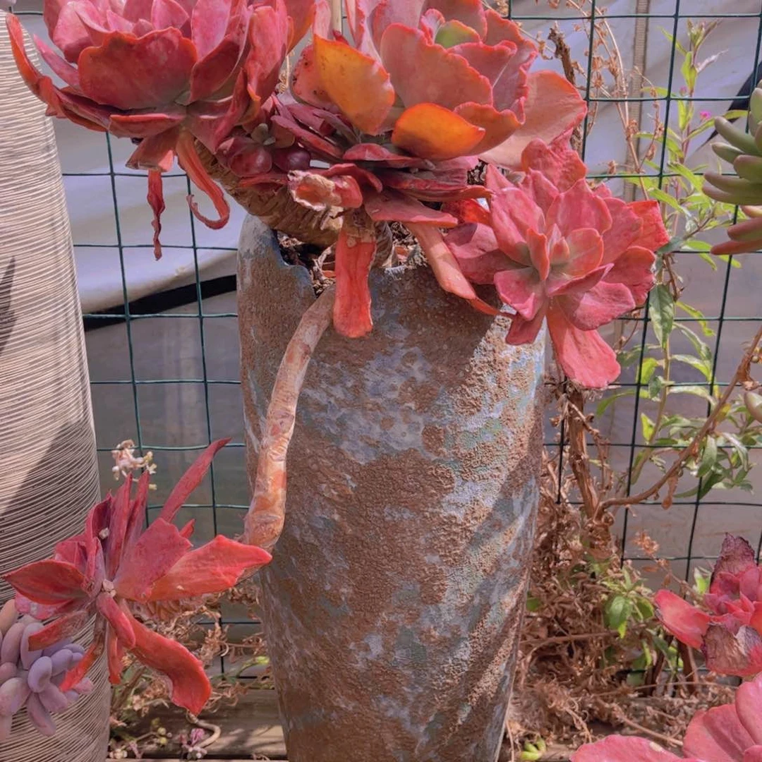 海****司多肉888888888