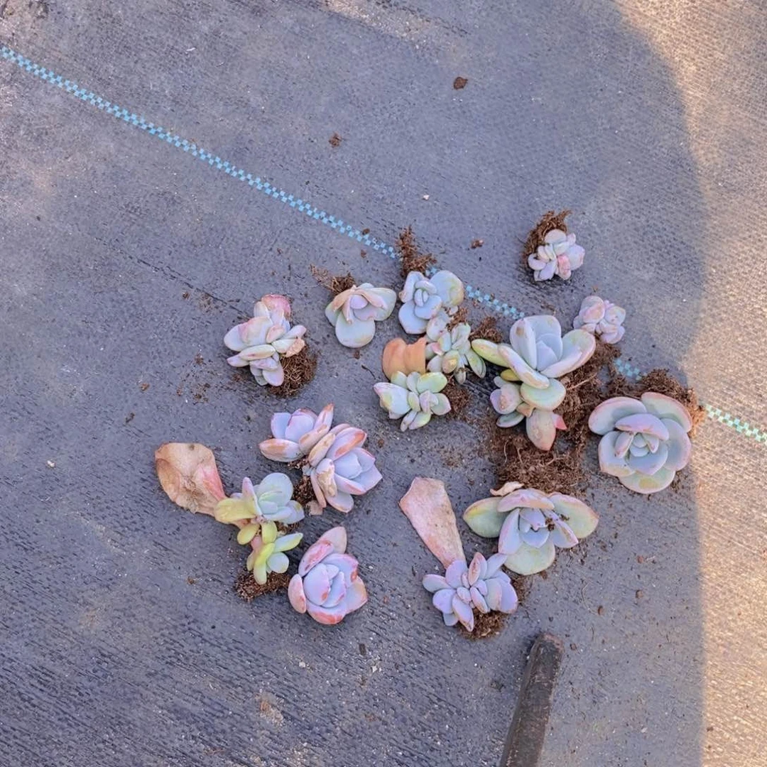 奶茶特价111111111111