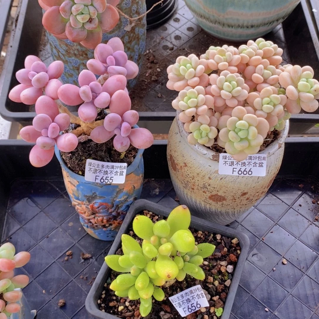 桃蛋29，洛39，芒果49
